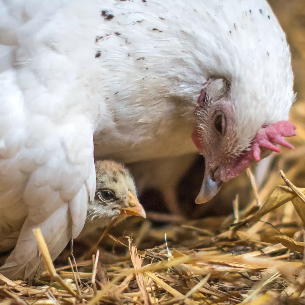 Hühnerleid bei Wiesenhof 14 Huhn mit Küken