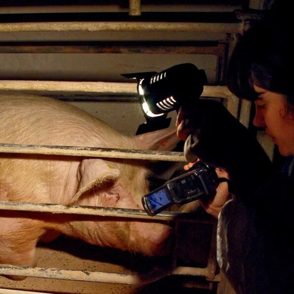Schwein in einem Kastenstand