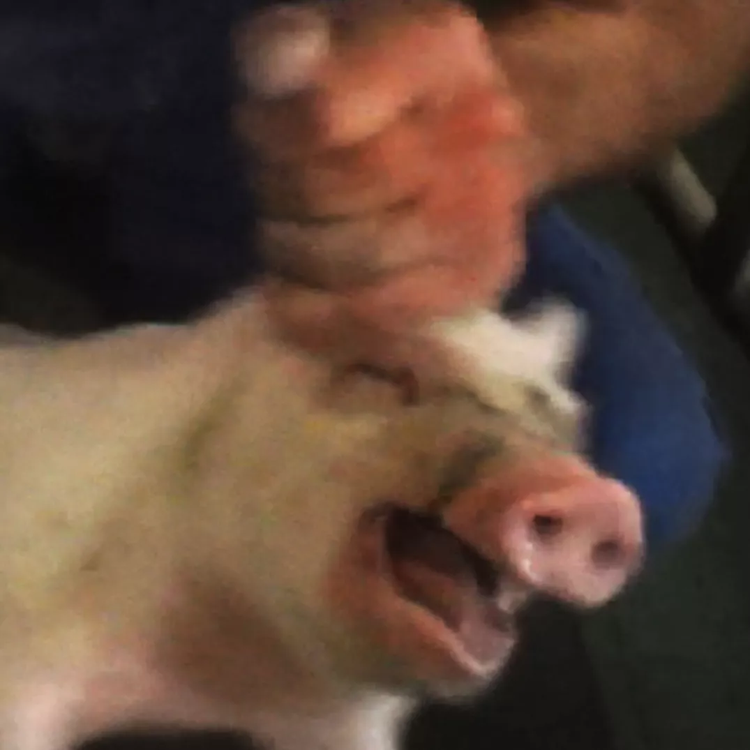 120 Tage undercover bei Deutschlands größtem Schweinezüchter