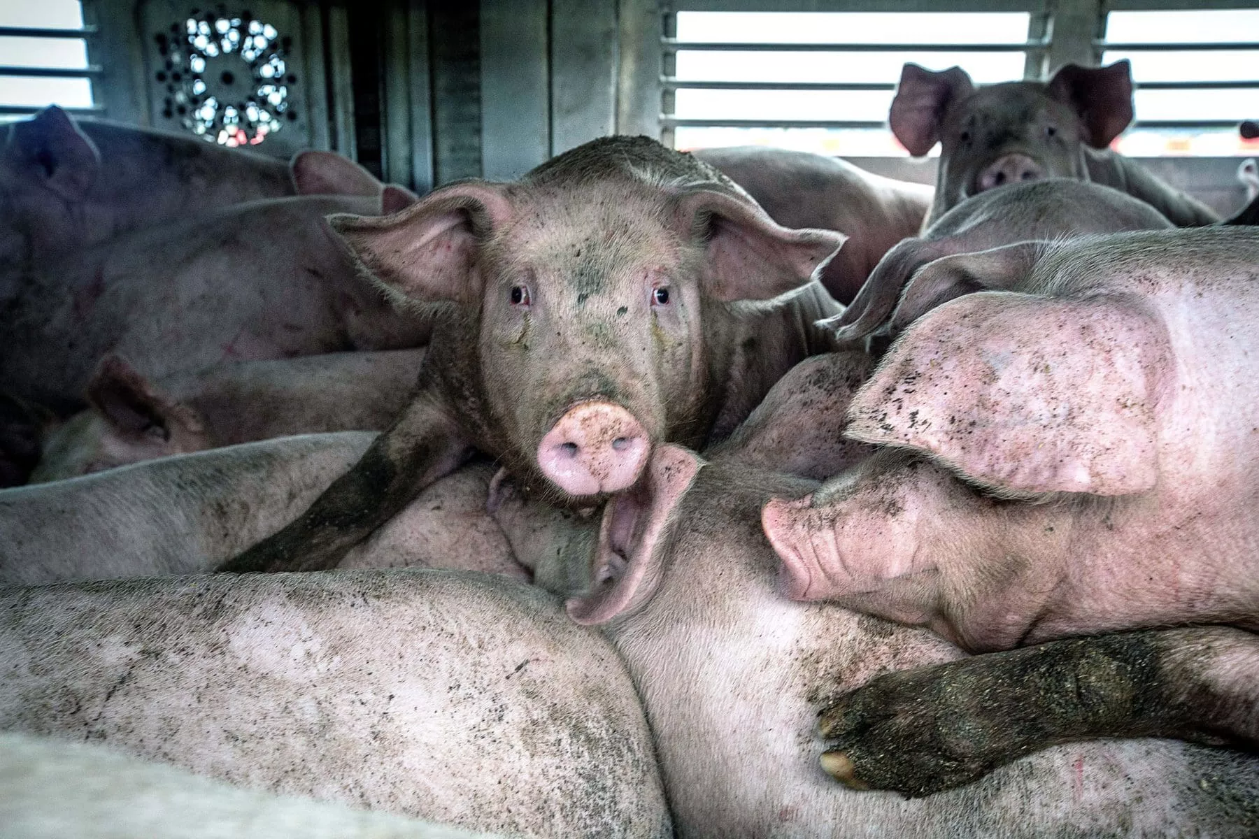 Schweine während eines Transports