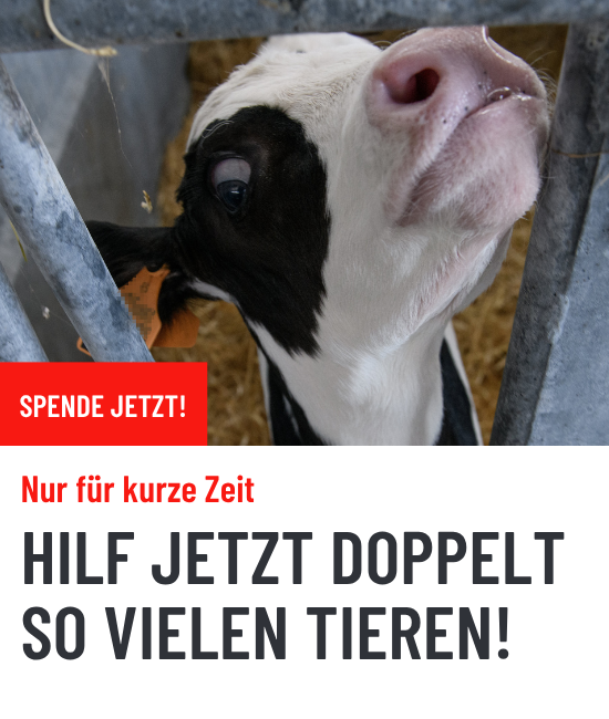 Deine Spende wird verdoppelt!