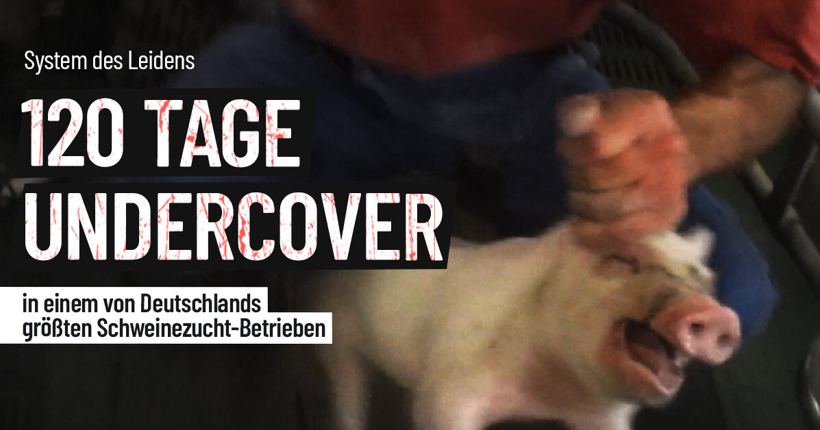 System des Leidens: 120 Tage undercover