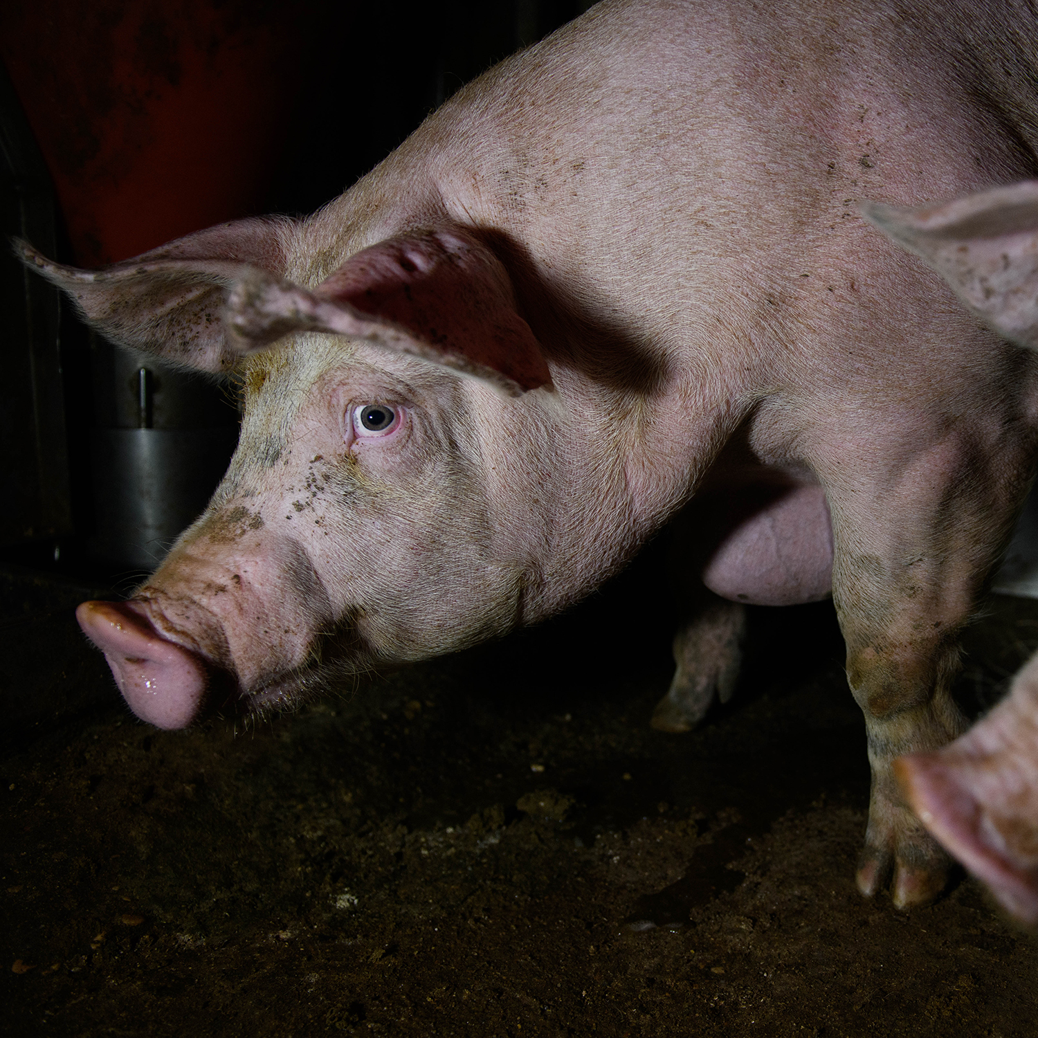 Schwein in der Fleischindustrie
