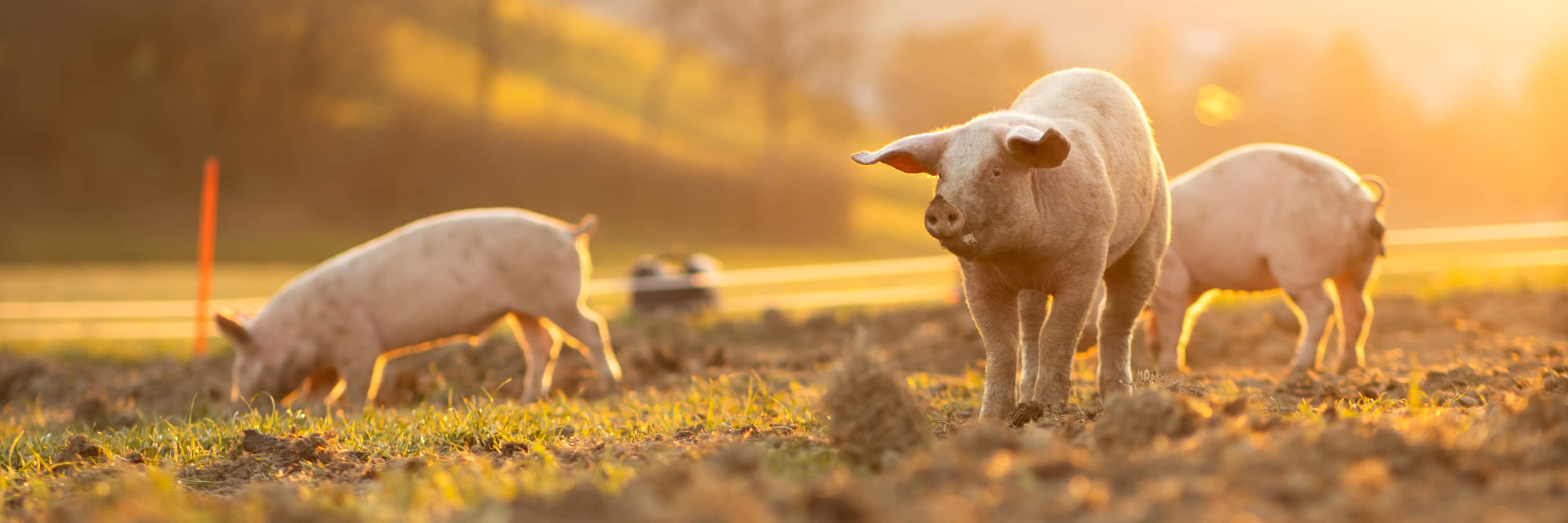 zufriedene Schweine