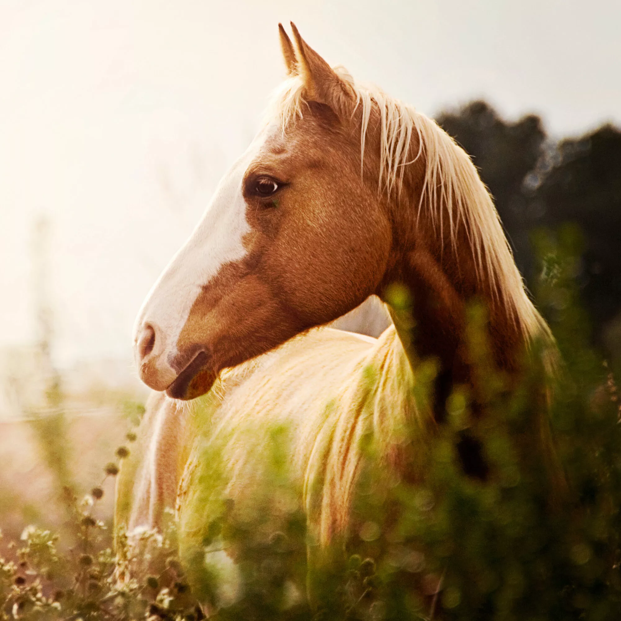 Ein Pferd auf einer Wiese im Sonnenlicht