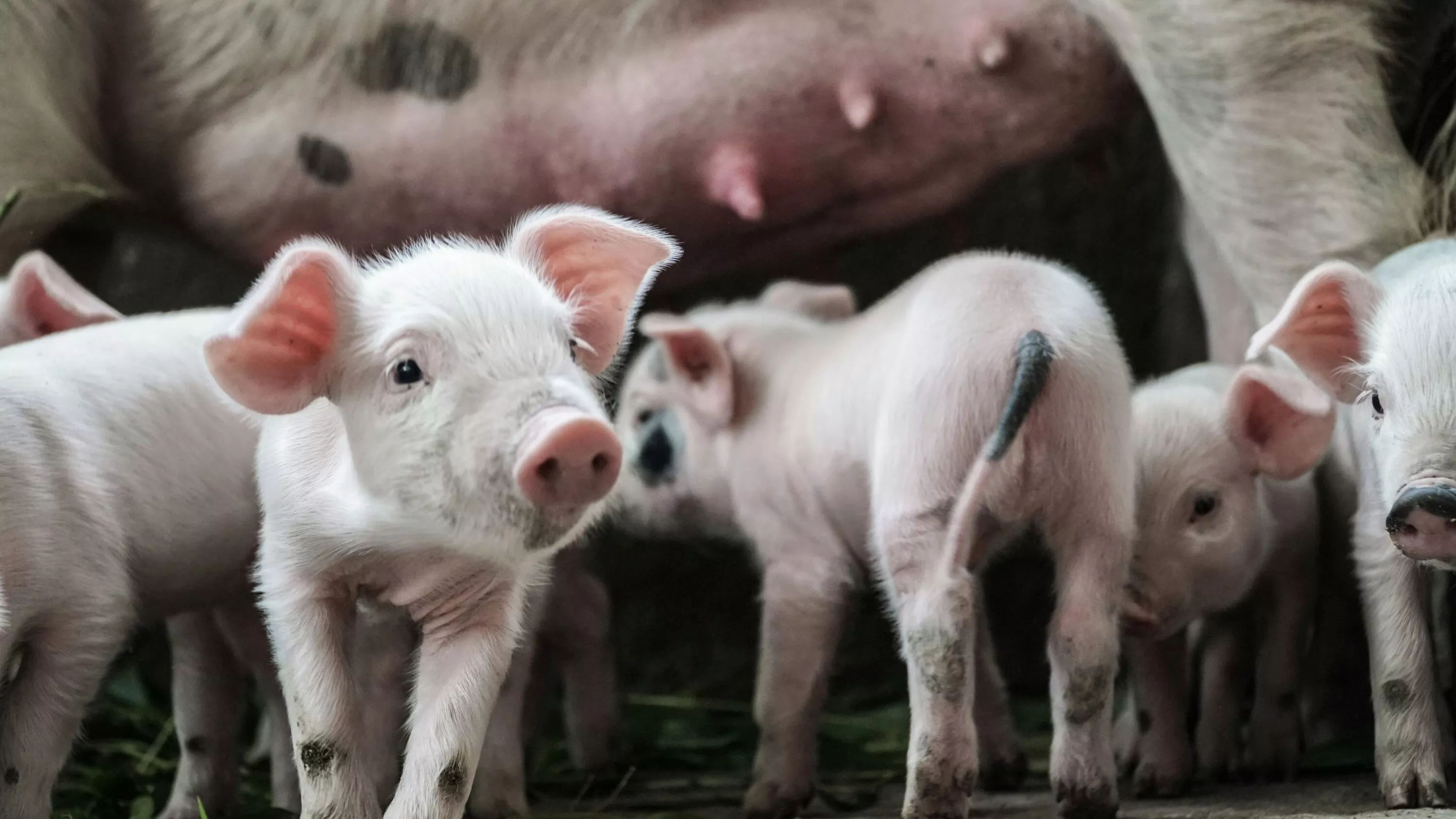 Ferkel mit ihrer Mutter