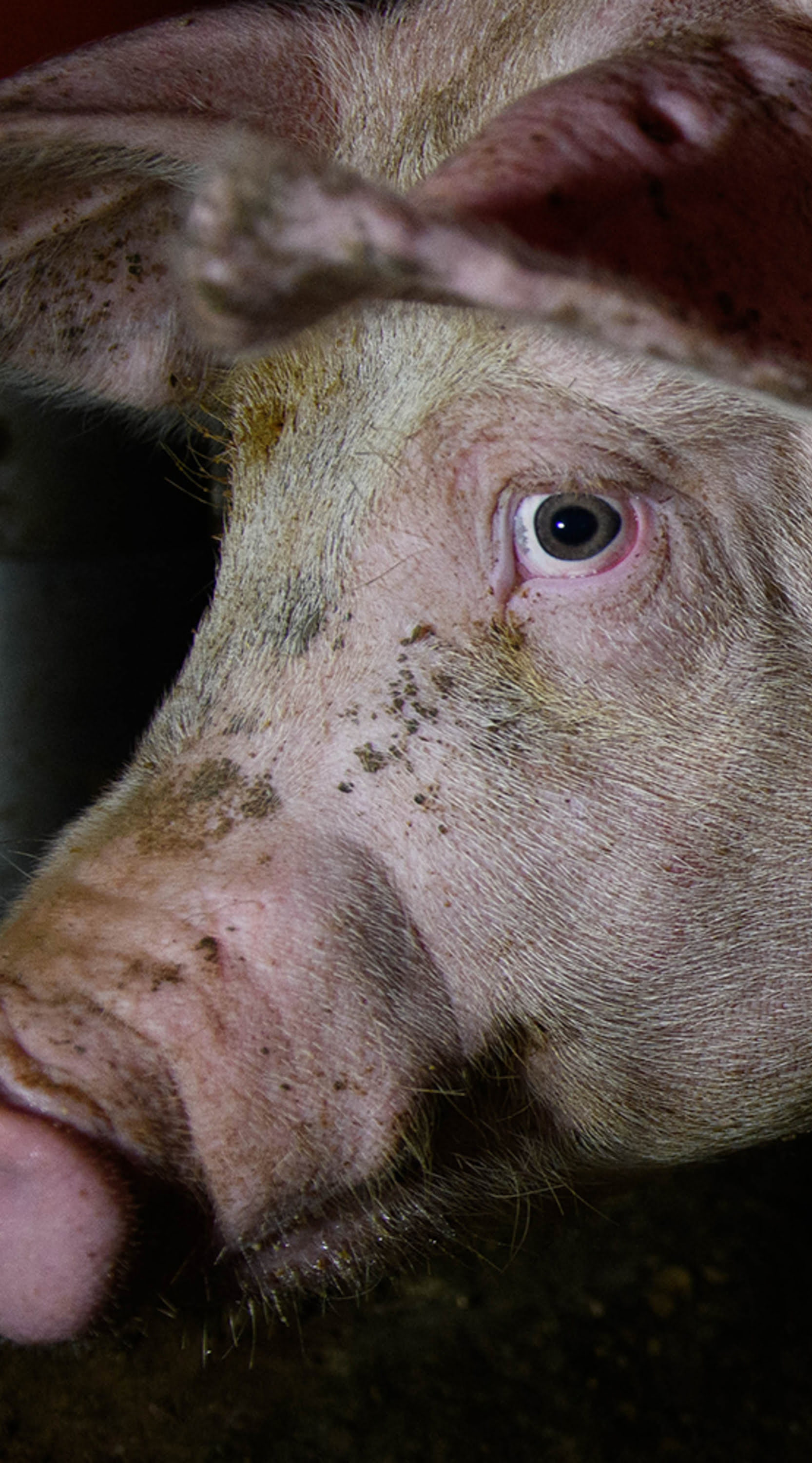 Schwein in der Fleischindustrie