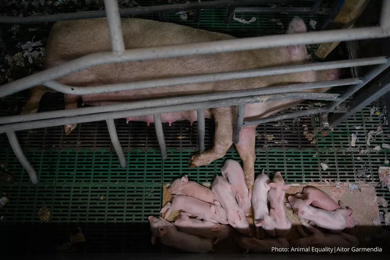 Mutterschwein mit Ferkeln in einem Kastenstand