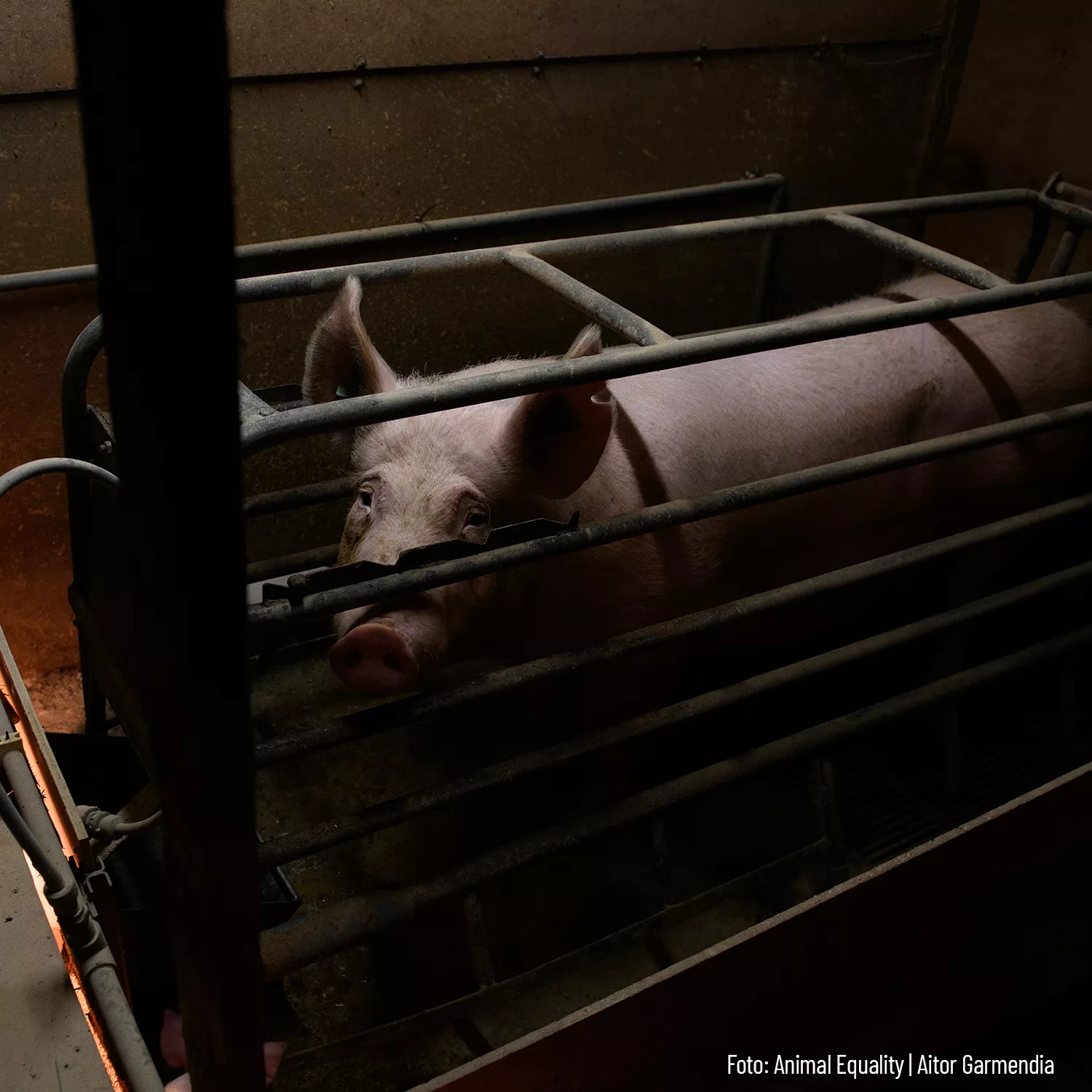 Schockierende Zustände in englischem Schweinezucht-Betrieb dokumentiert