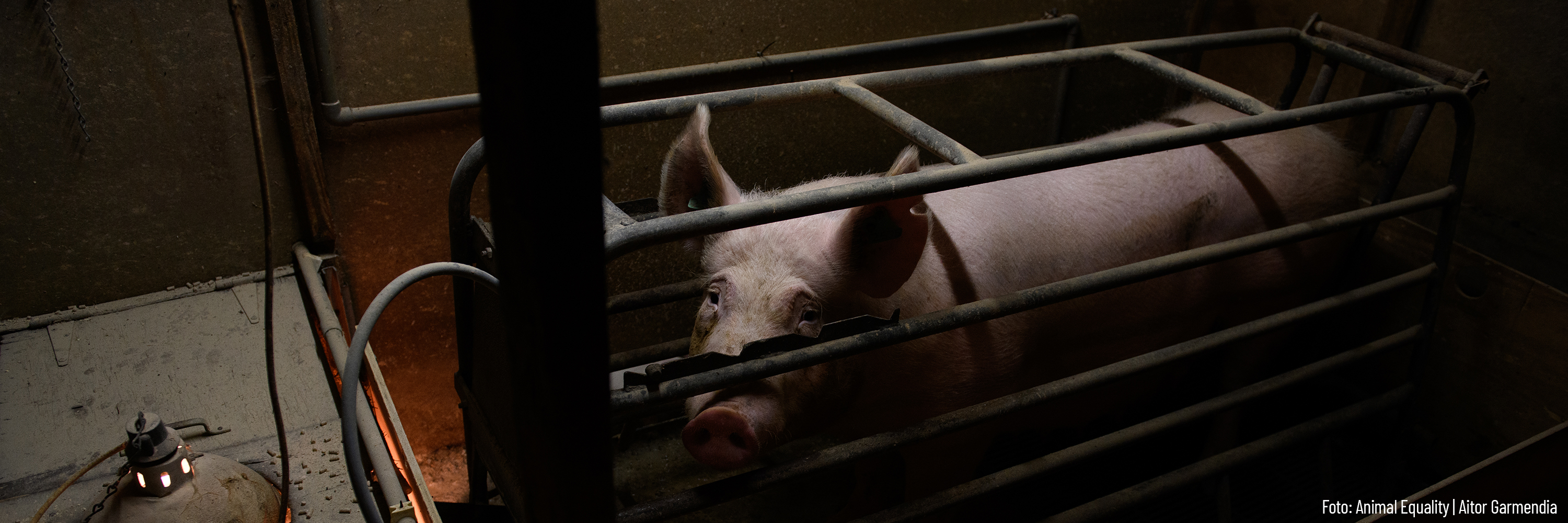 Schwein in einem Kastenstand