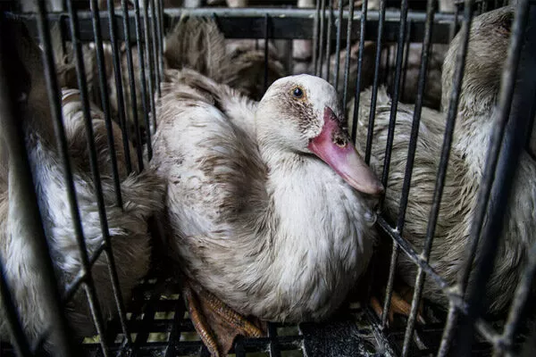 Foie Gras Olympische Spiele