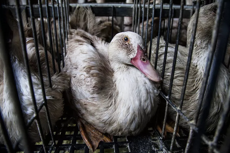 Animal Equality hat in Stopfleberbetrieben ermittelt.