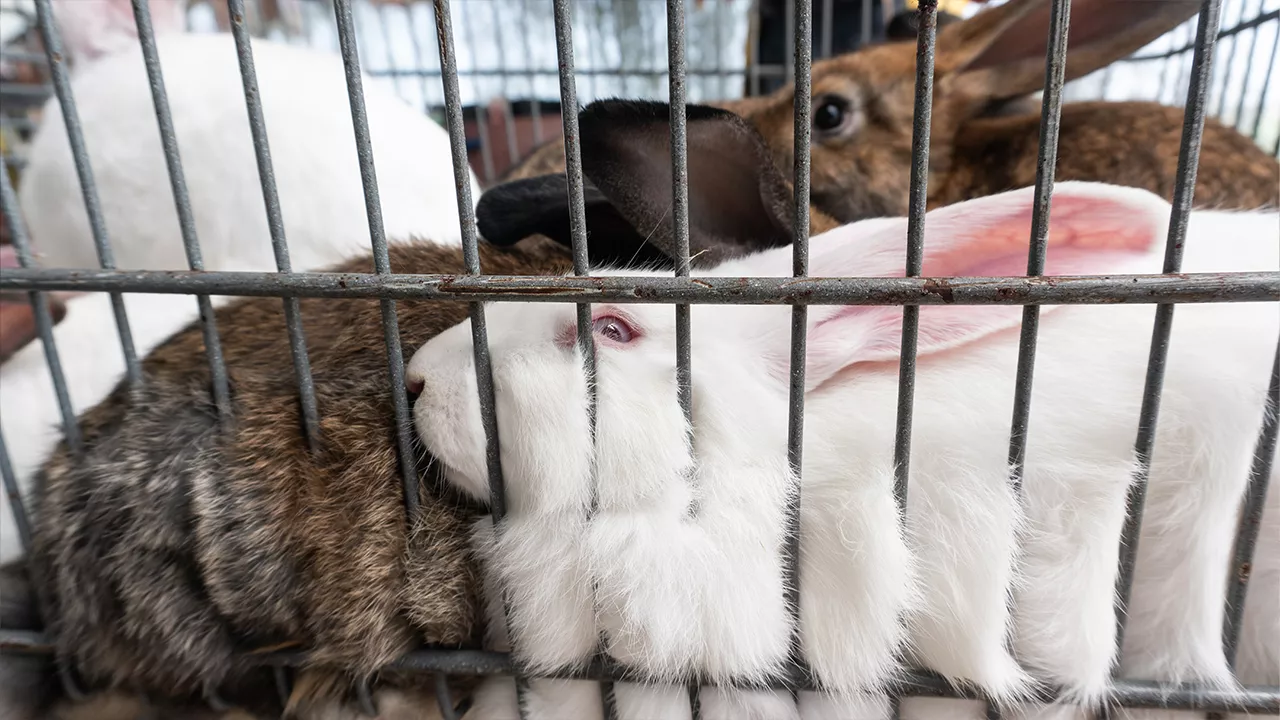 Kaninchen in Käfige gepfercht