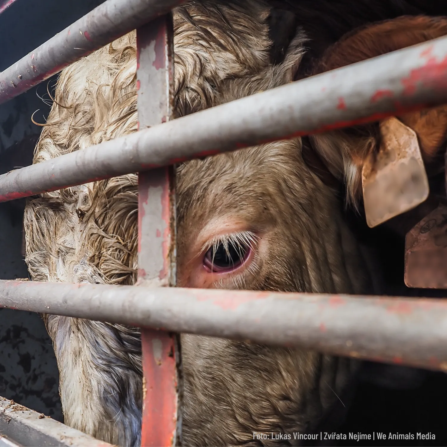 Rind im Tiertransporter