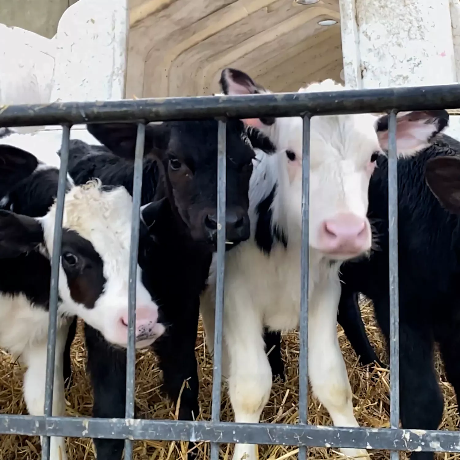 Europa bekommt einen Tierschutzkommissar