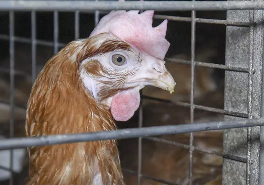 Huhn in der Massentierhaltung
