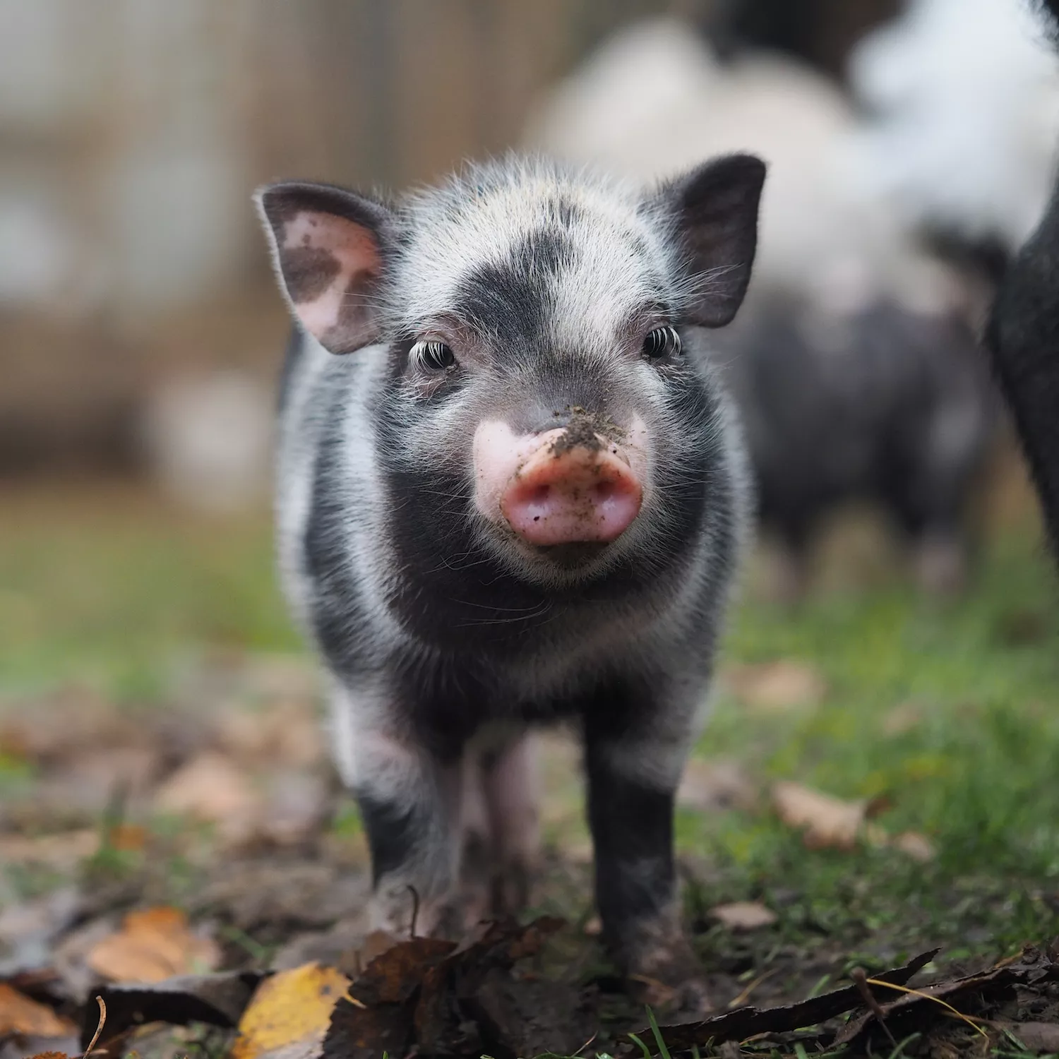 Schwein auf einer Wiese