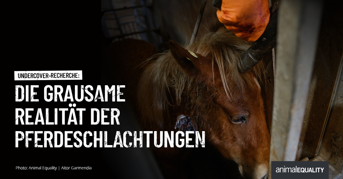 Missstände in spanischem Pferdeschlachtbetrieb aufgedeckt Missstände in spanischem Pferdeschlachtbetrieb aufgedeckt
