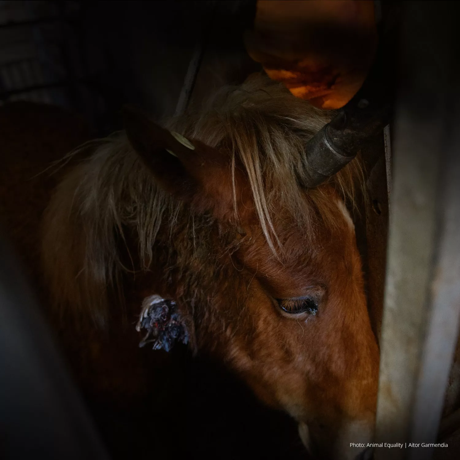 Undercover: Animal Equality deckt Missstände in spanischem Pferdeschlachtbetrieb auf