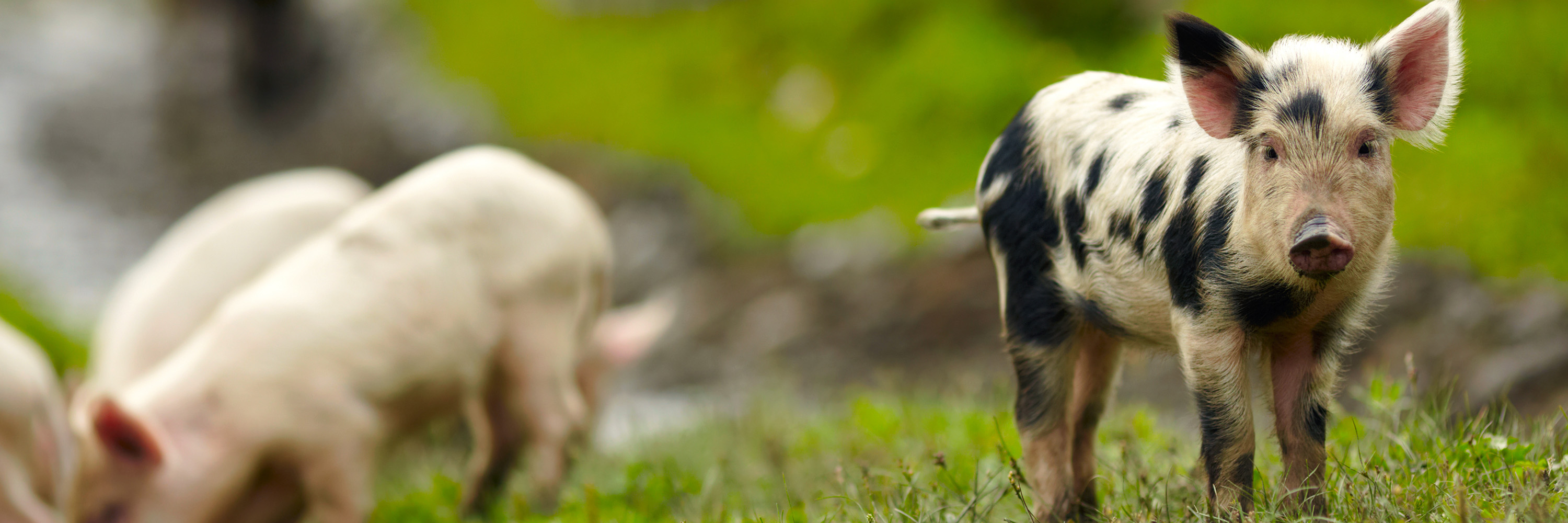 Ferkel auf einer grünen Wiese