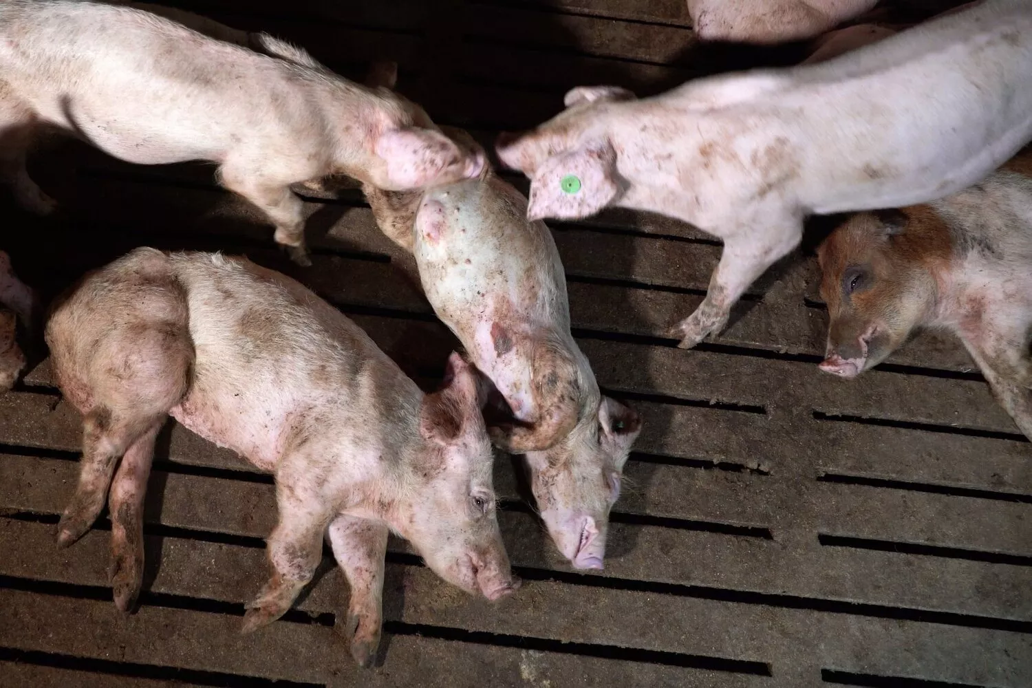 Tote Ferkel auf einem Spaltenboden