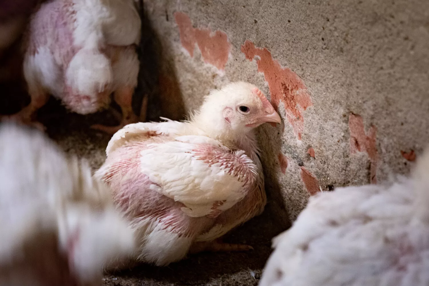 Huhn lehnt an einer Mauer in einem Tierhaltungsbetrieb