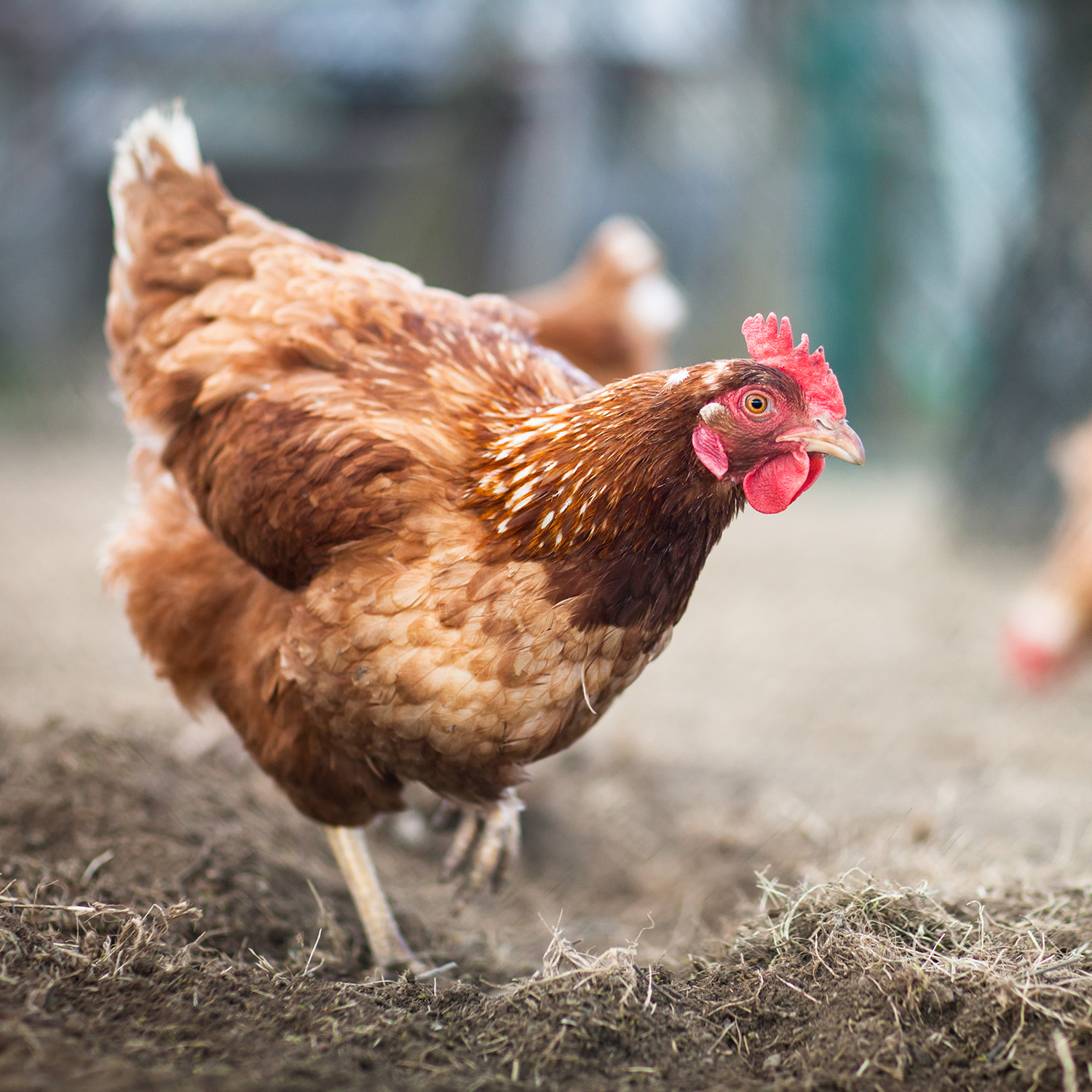 Frei lebendes Huhn