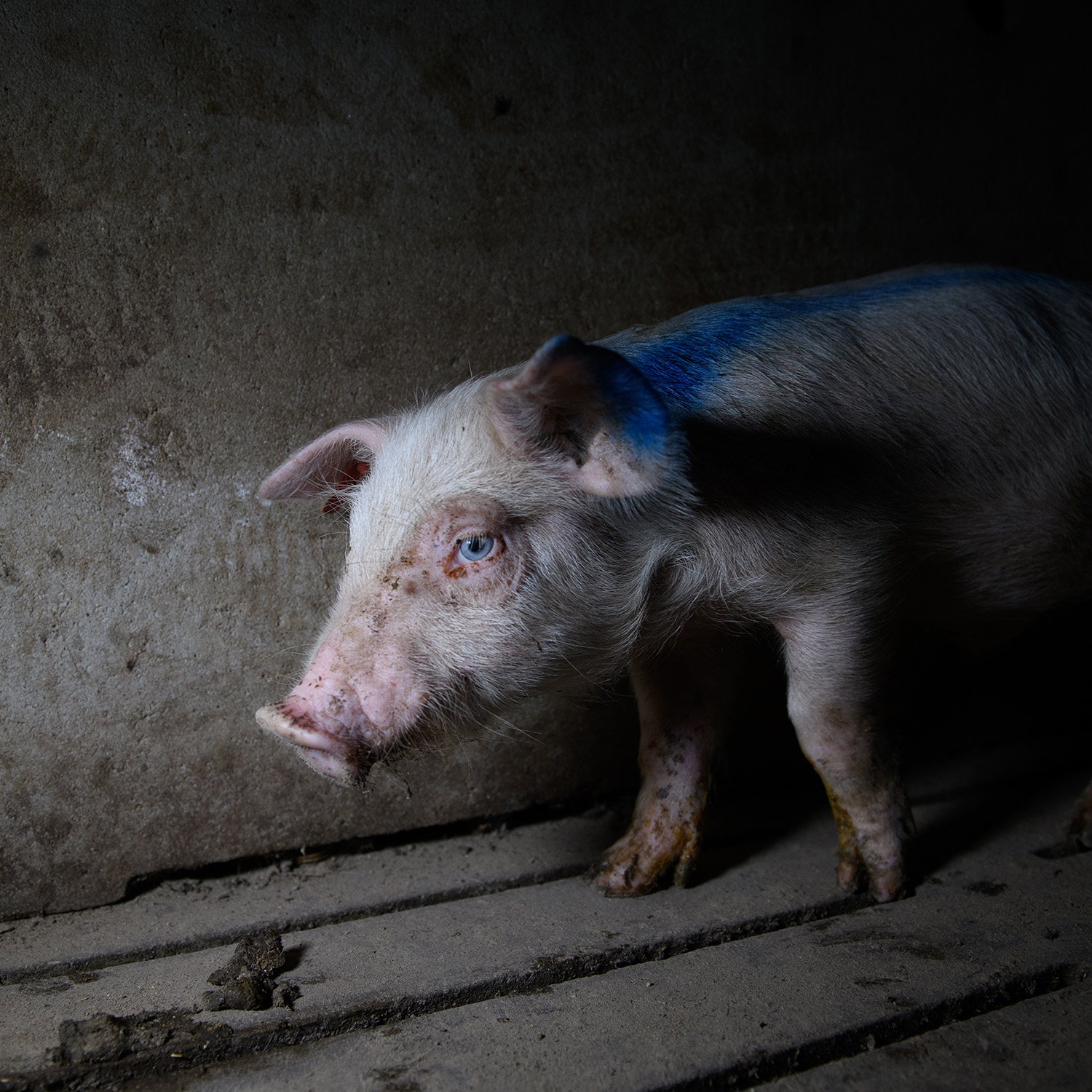 Junges Schwein in der Massentierhaltung