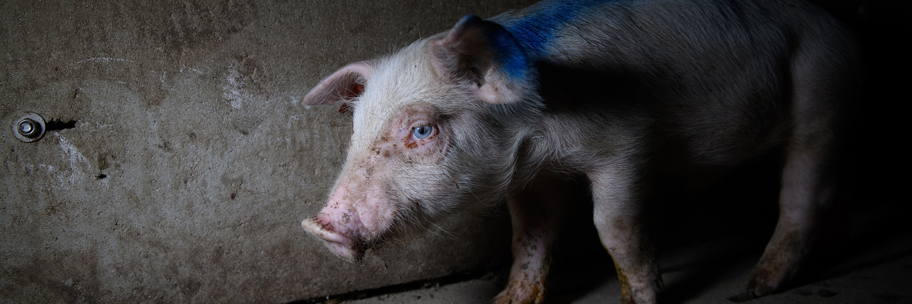 Schwein in der Massentierhaltung