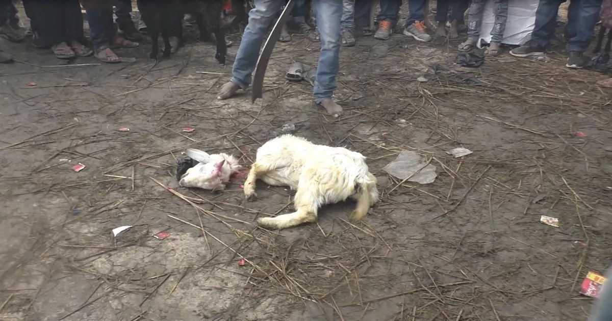 Opfertier auf dem Gadhimai Festival