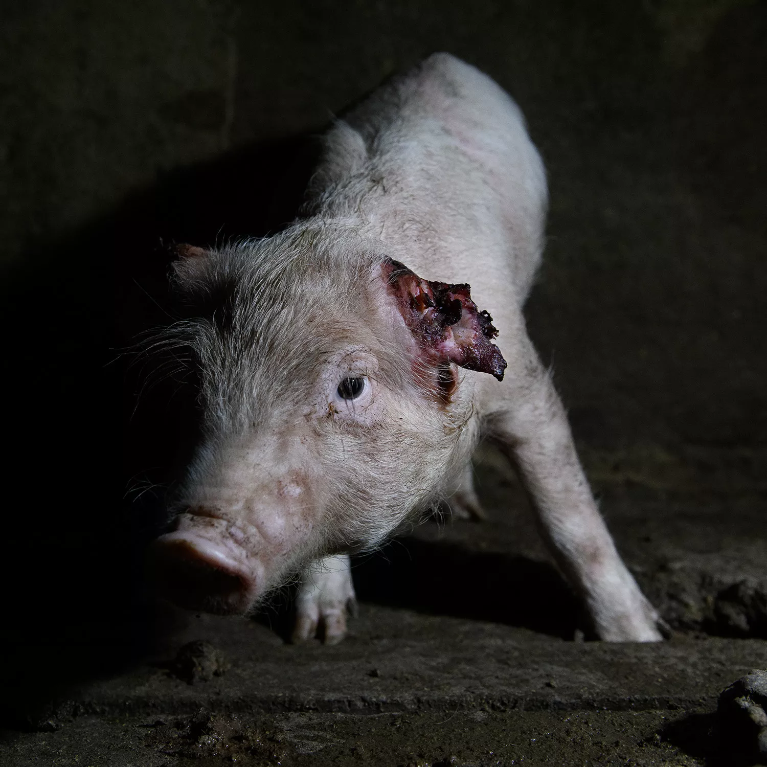 Schwere Tierschutzverstöße in zwei spanischen Schweine-Mastbetrieben aufgedeckt