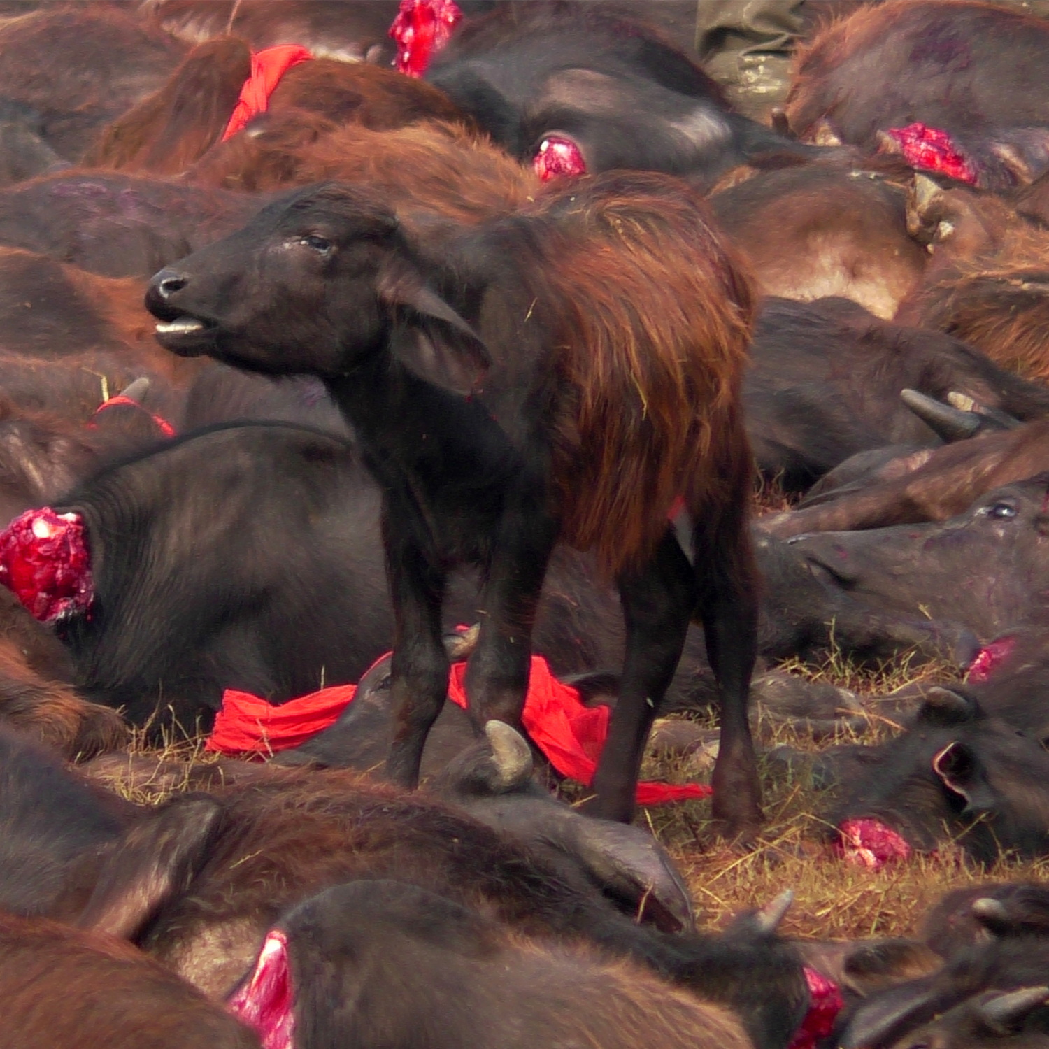 Gadhimai Opferfest