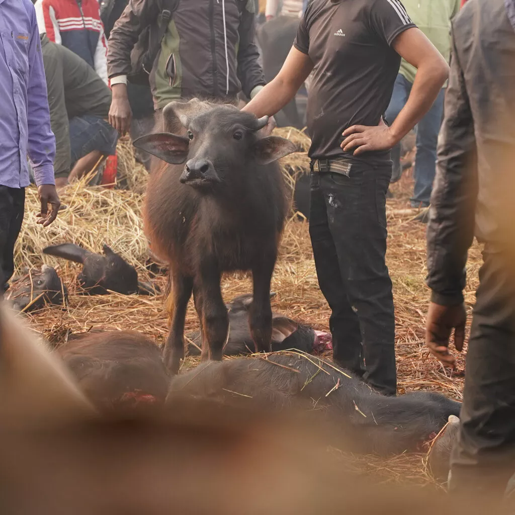 Junger Büffel auf dem Gadhimai-Festival 2024