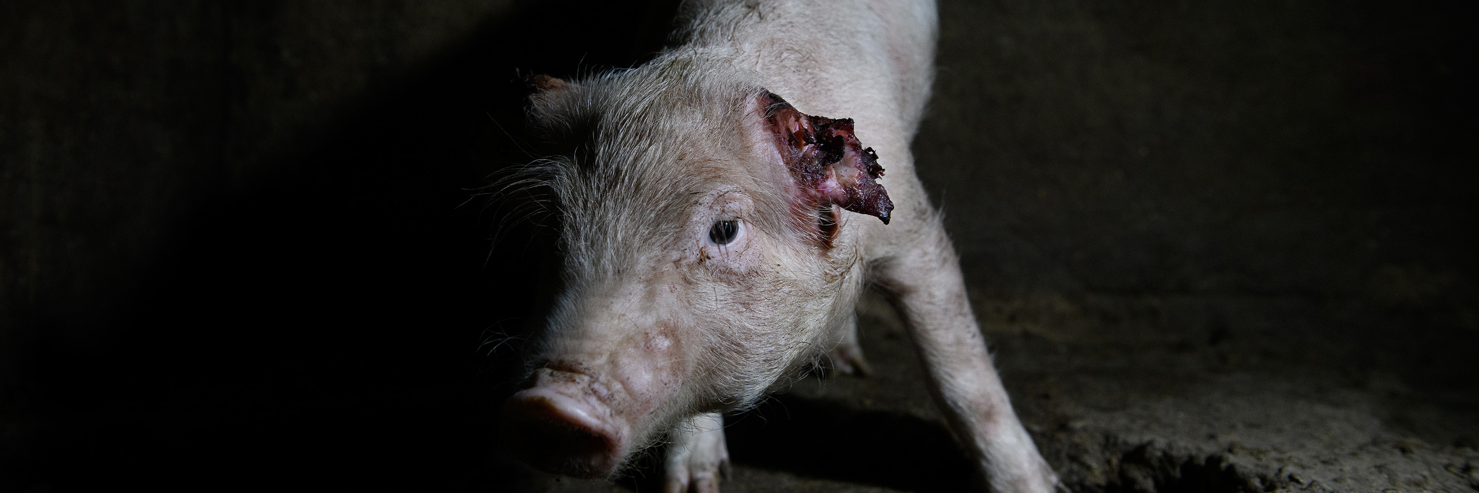 Schwein in einem spanischen Mastbetrieb