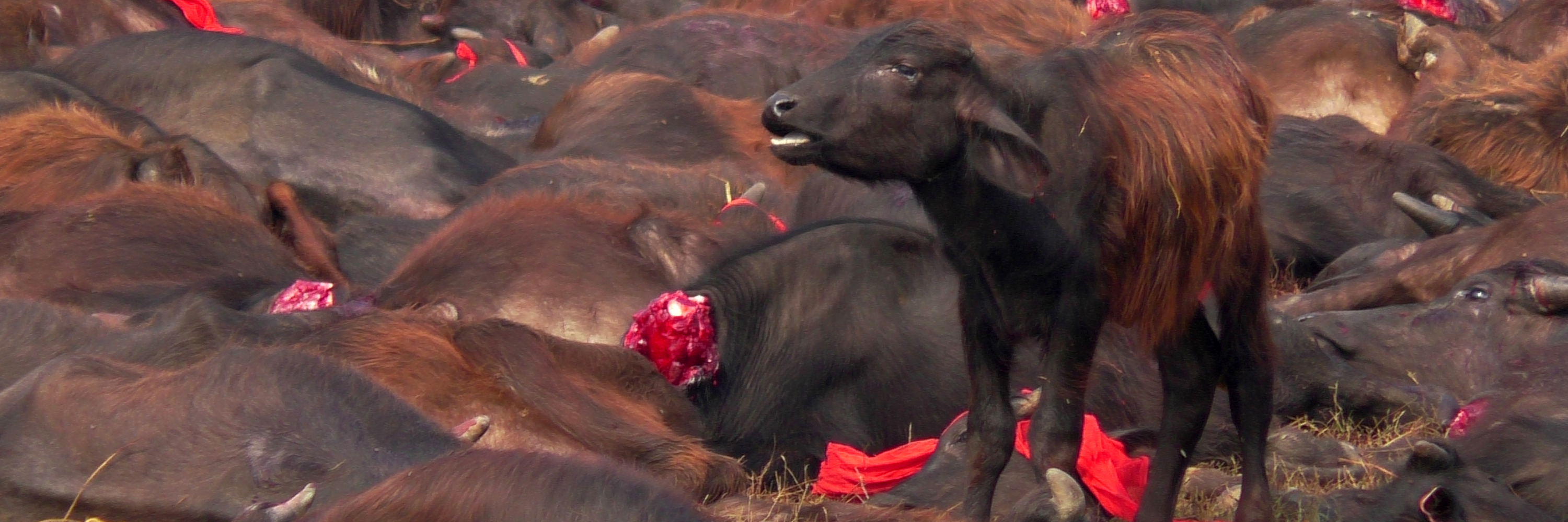 Gadhimai Tieropferfest