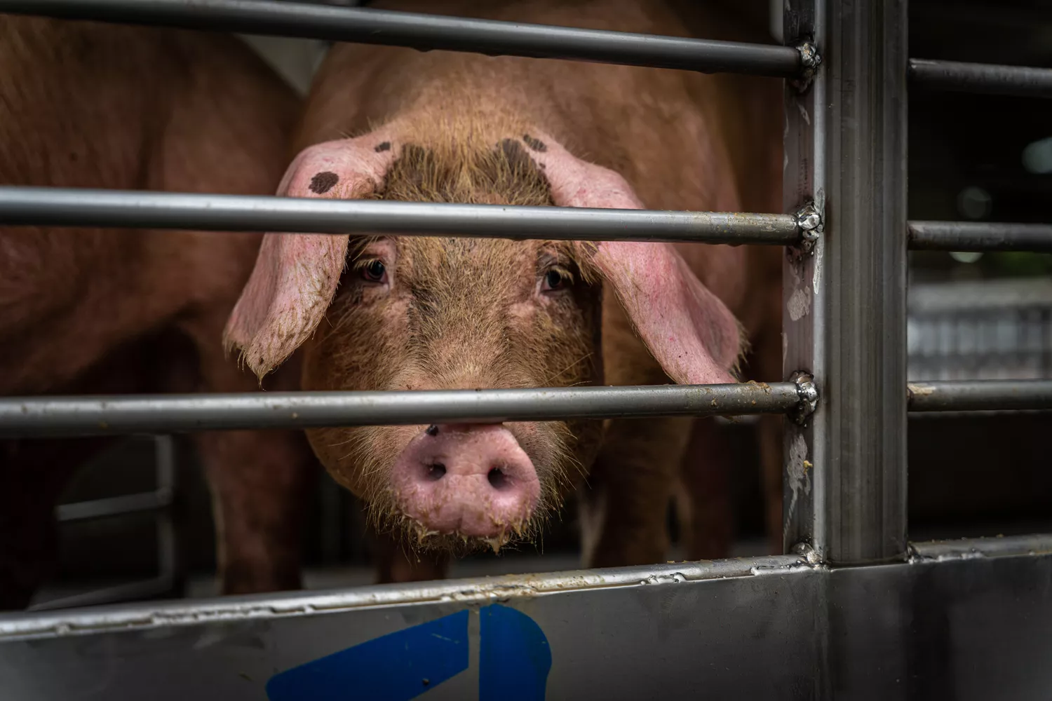 Schwein im Tiertransporter