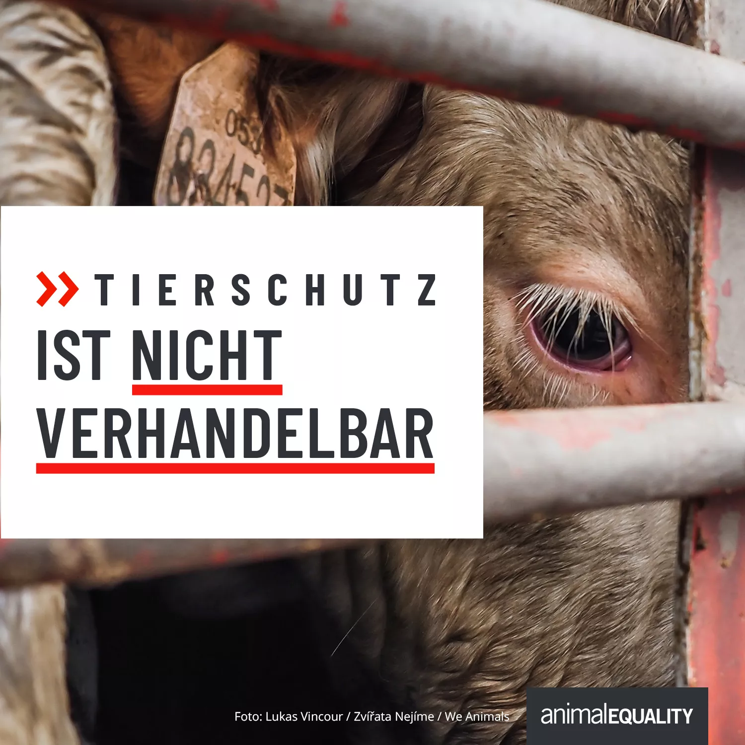 Neue Kampagne von Animal Equality: Tierschutz ist nicht verhandelbar!