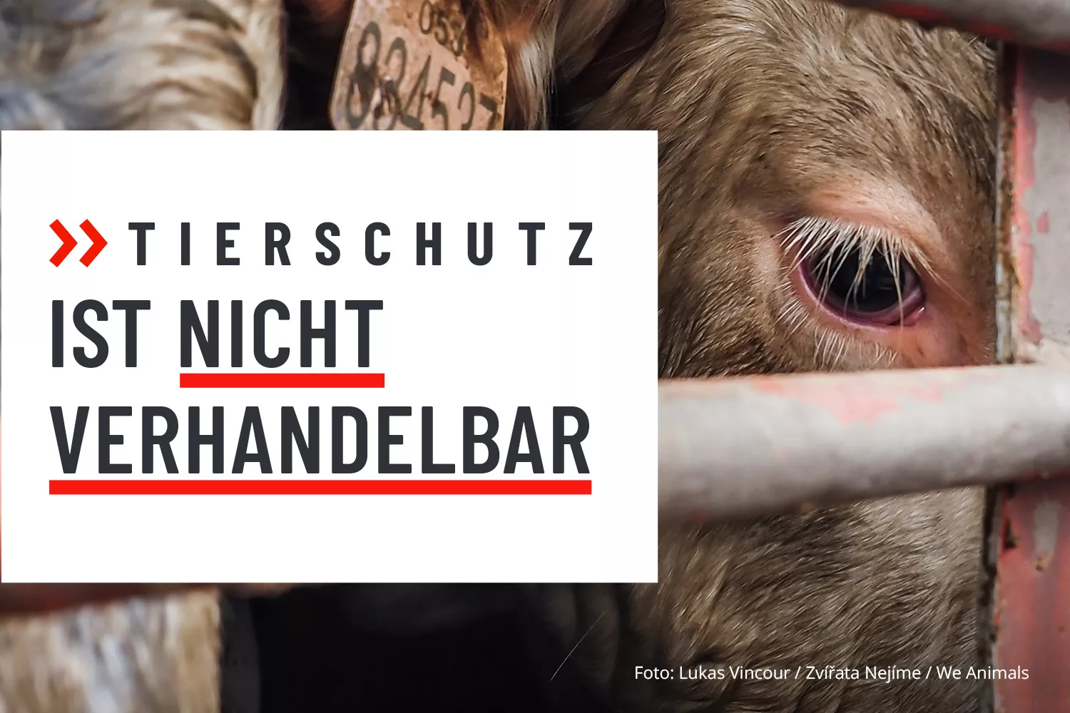 Tierschutz ist nicht verhandelbar