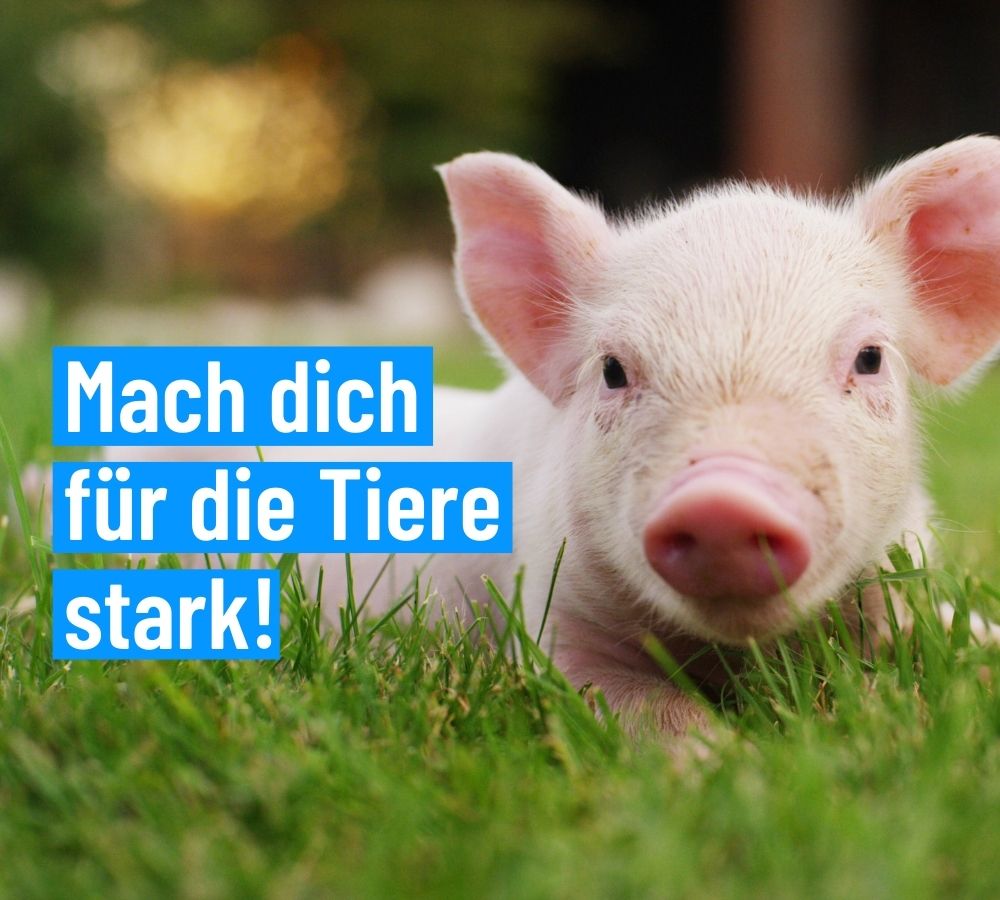 Ferkel auf einer Wiese