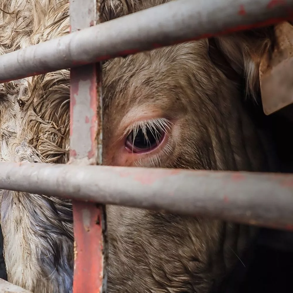 Tierschutz ist nicht verhandelbar