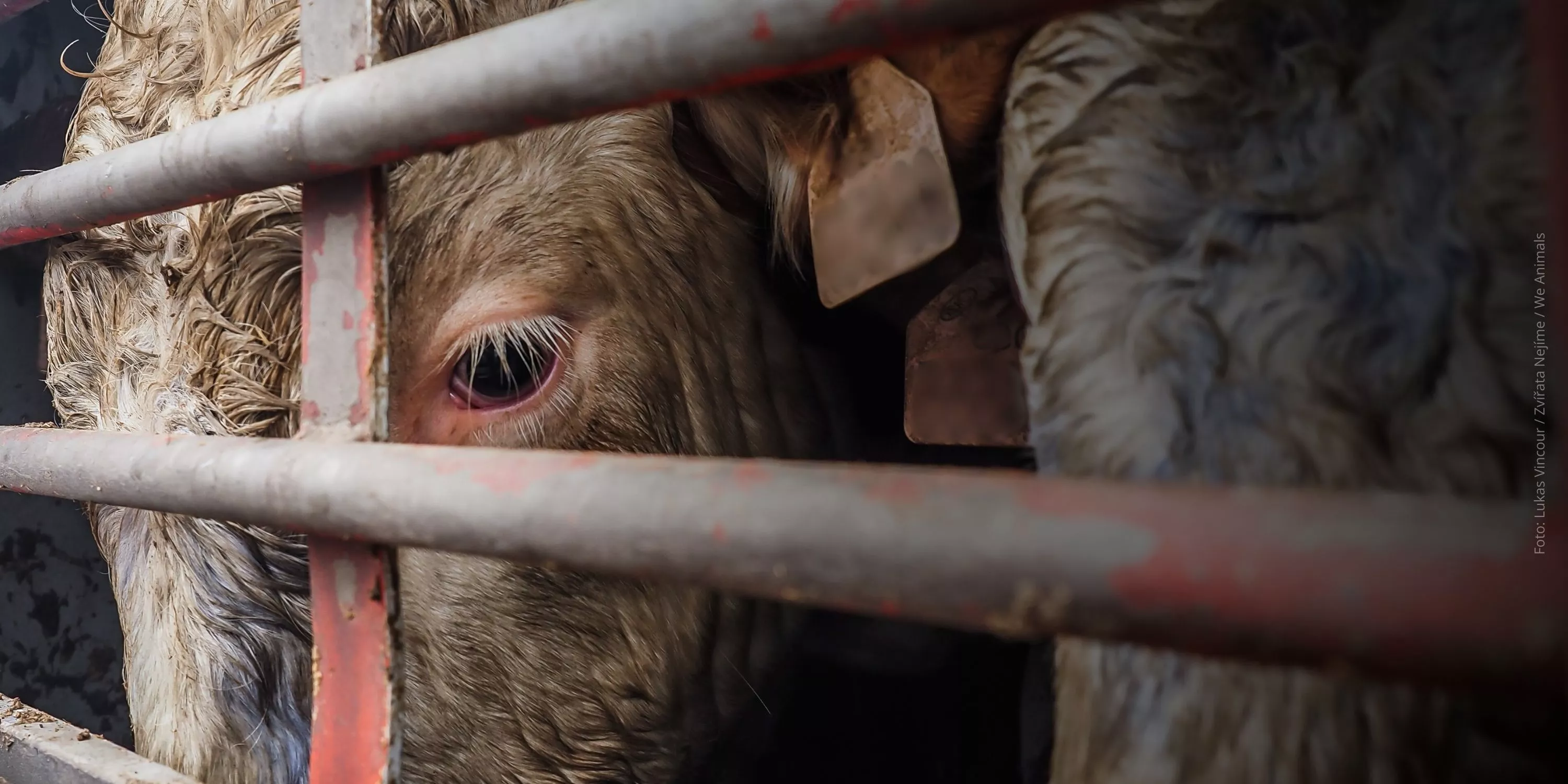 Tierschutz ist nicht verhandelbar