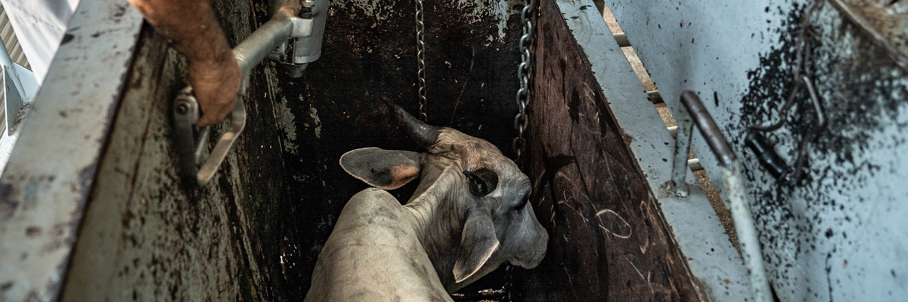 Rind in einem brasilianischen Schlachthaus