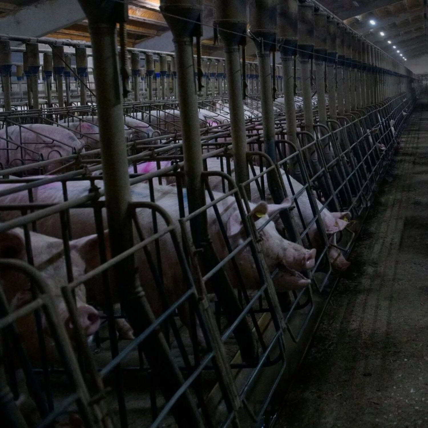 Schweine im Kastenstand