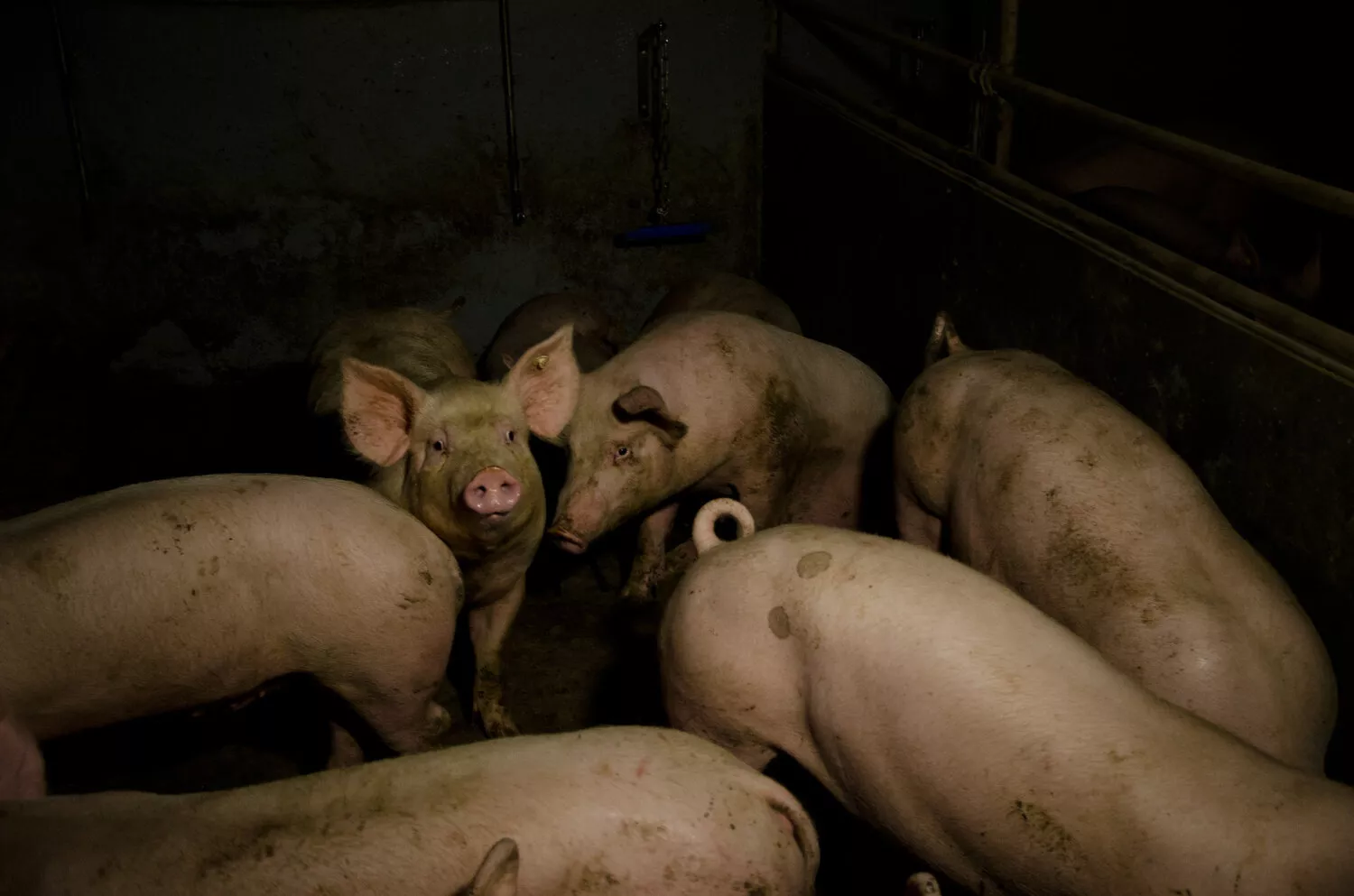 Schweinemast