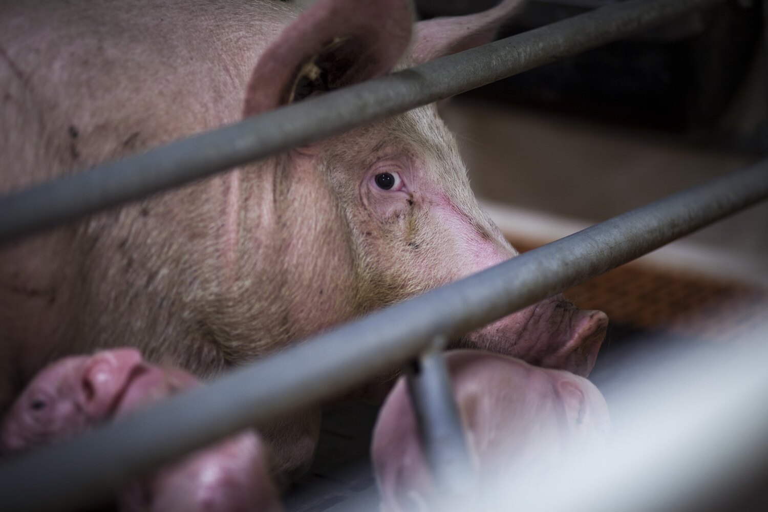 Schwein im Kastenstand