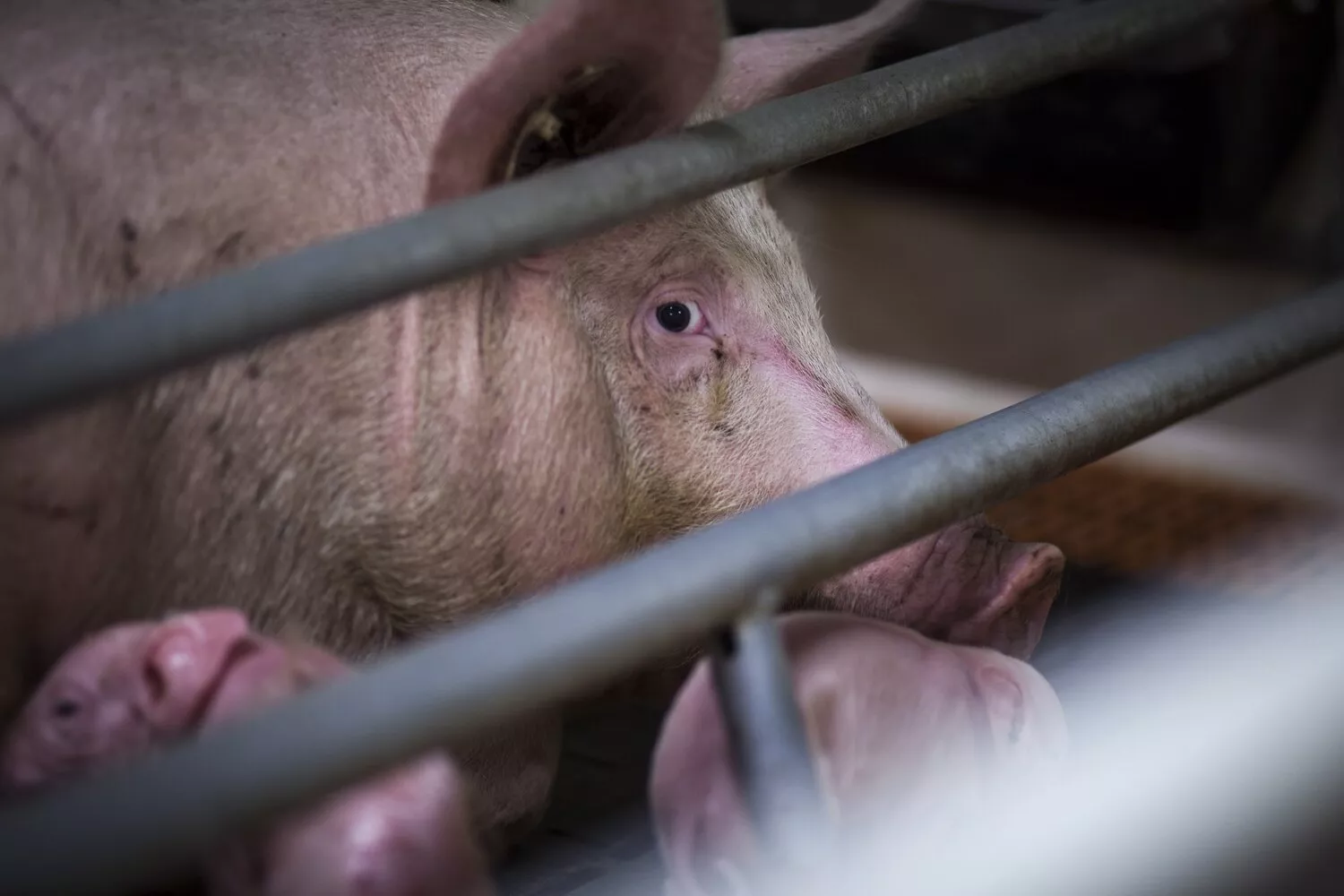 Schwein im Kastenstand