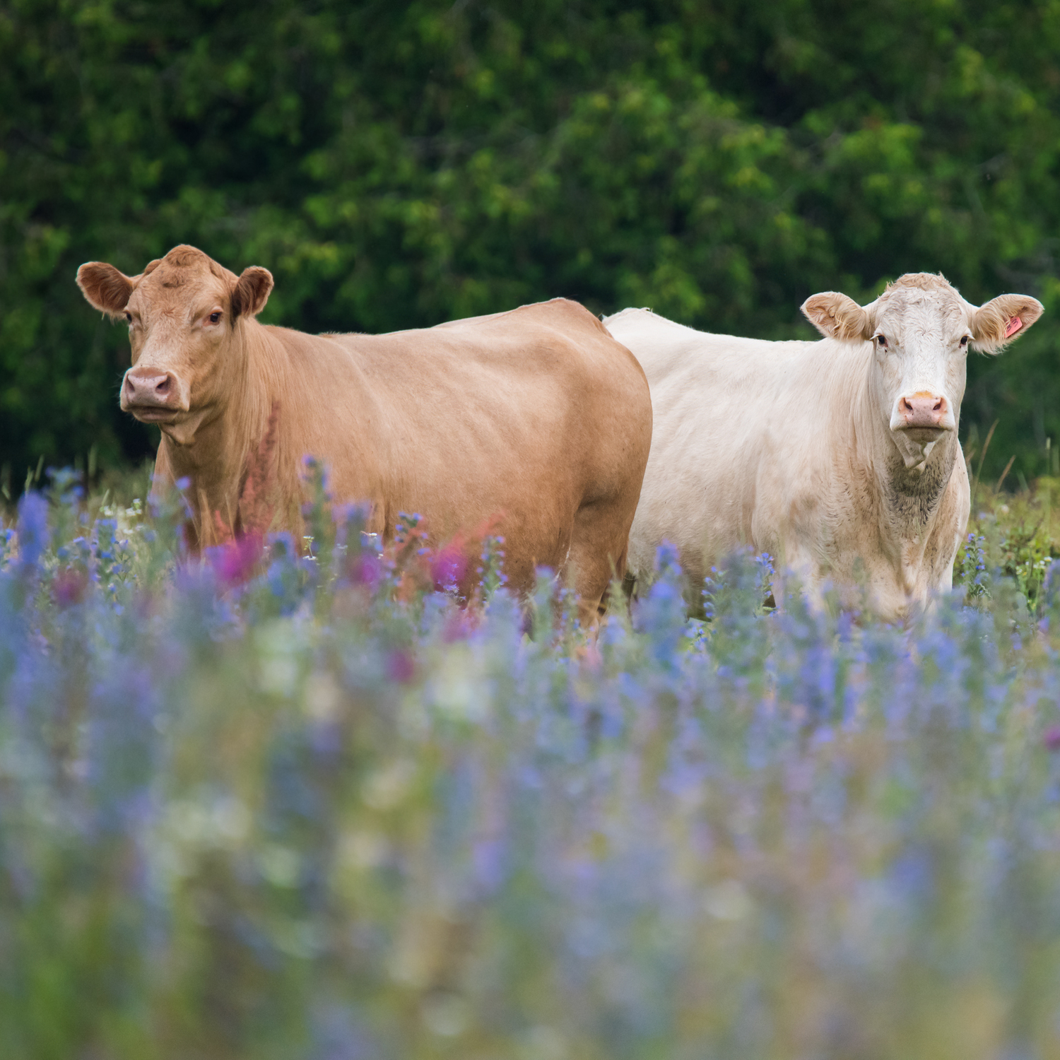 Rinder auf Wiese