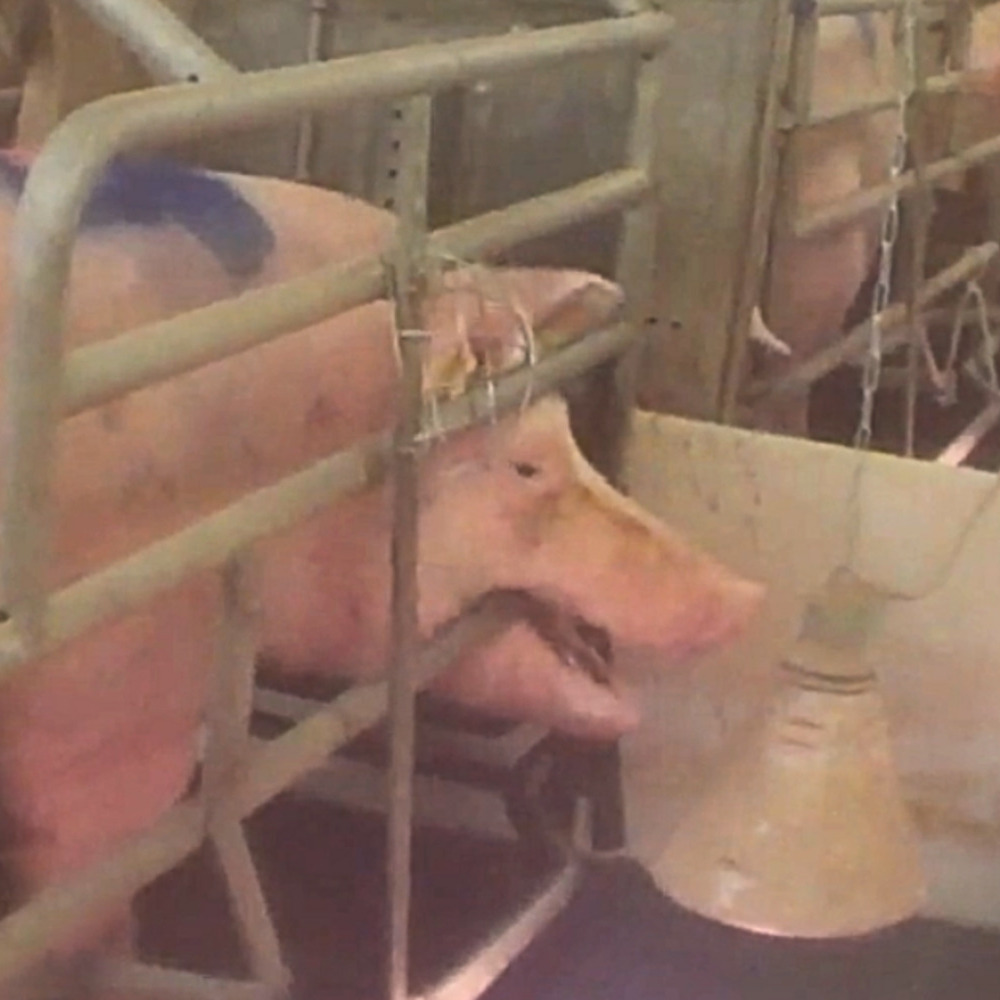 Ein Schwein in einem Kastenstand