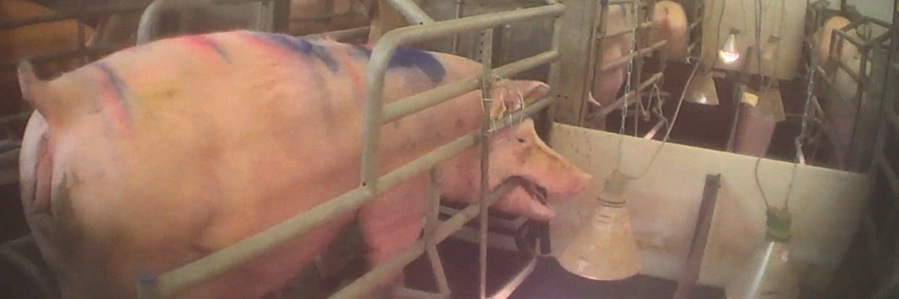 Ein Schwein in einem Kastenstand