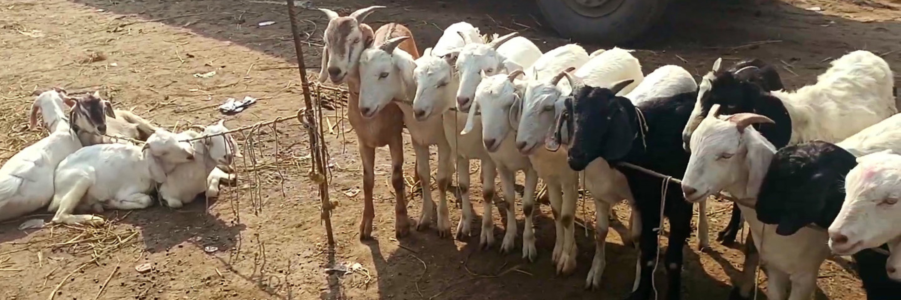 Indische Ziegen-Fleischindustrie